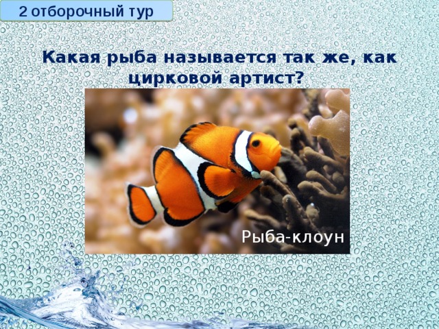 Рыба клоун презентация