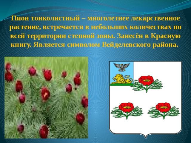 Пион тонколистный – многолетнее лекарственное растение, встречается в небольших количествах по всей территории степной зоны. Занесён в Красную книгу. Является символом Вейделевского района. 