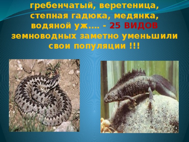 Серая жаба, квакша, тритон гребенчатый, веретеница, степная гадюка, медянка, водяной уж…. - 25 ВИДОВ земноводных заметно уменьшили свои популяции !!! 