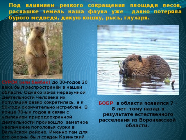 Под влиянием резкого сокращения площади лесов, распашке земель наша фауна уже давно потеряла бурого медведя, дикую кошку, рысь, глухаря. СУРОК (или байбак) до 30-годов 20 века был распространён в нашей области. Однако из-за неразумной деятельности человека их популяция резко сократилась, а к 50-году окончательно истреблён. В конце 70-ых годов в связи с усилением природоохранной деятельности произошло заметное увеличение поголовья сурка в Валуйском районе. Именно там для его охраны был создан Казинский охотничий заказник. БОБР в области появился 7 – 8 лет тому назад в результате естественного расселения из Воронежской области. 