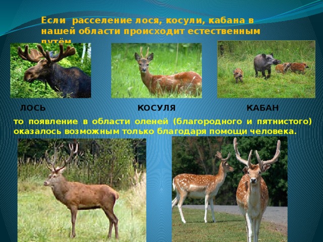 Если расселение лося, косули, кабана в нашей области происходит естественным путём, КОСУЛЯ КАБАН ЛОСЬ то появление в области оленей (благородного и пятнистого) оказалось возможным только благодаря помощи человека. 