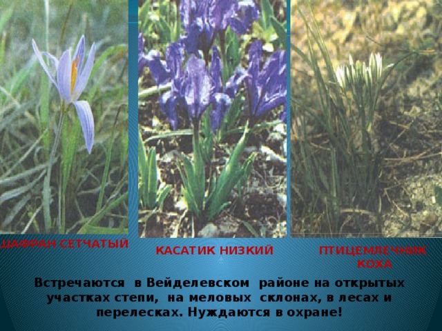 ШАФРАН СЕТЧАТЫЙ КАСАТИК НИЗКИЙ   ПТИЦЕМЛЕЧНИК КОХА   Встречаются в Вейделевском районе на открытых участках степи, на меловых склонах, в лесах и перелесках. Нуждаются в охране! 