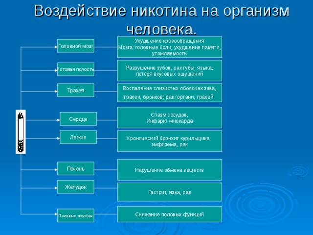 Влияние никотина на живые организмы проект