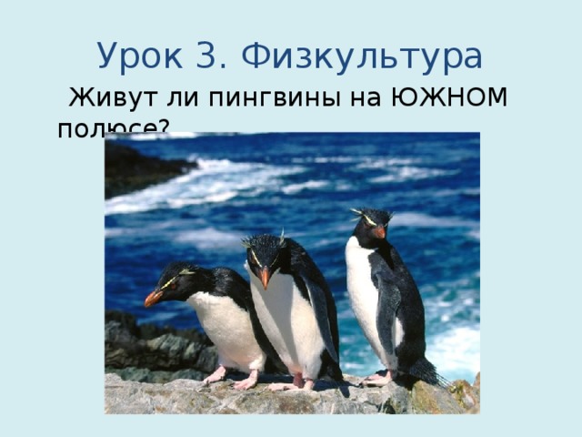 Урок 3. Физкультура  Живут ли пингвины на ЮЖНОМ полюсе?