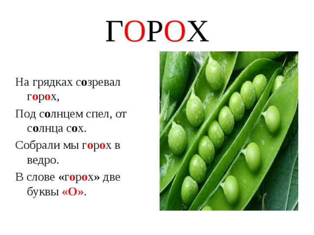 Горох проект 6 класс