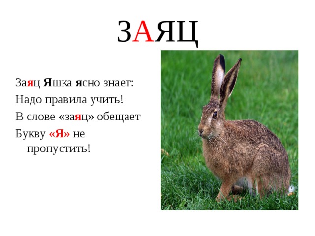 Заяц словарное слово картинка