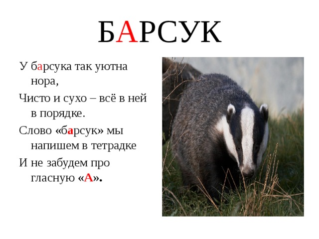 Барсук презентация для детей