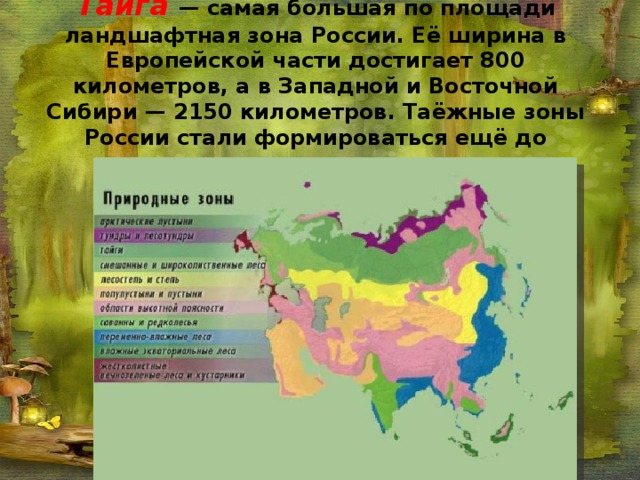Тайга — самая большая по площади ландшафтная зона России. Её ширина в Европейской части достигает 800 километров, а в Западной и Восточной Сибири — 2150 километров. Таёжные зоны России стали формироваться ещё до наступления ледников.