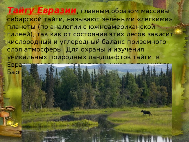 Характерные признаки тайги. Тайга Евразии. Таежные зоны Евразии. Природные зоны Евразии Тайга. Климат тайги Евразии природной зоны.