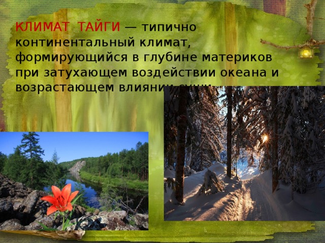Природная зона тайга климатический пояс. Климат тайги в России. Тайга описание климата. Тип климата в тайге. Тайга климатический пояс.