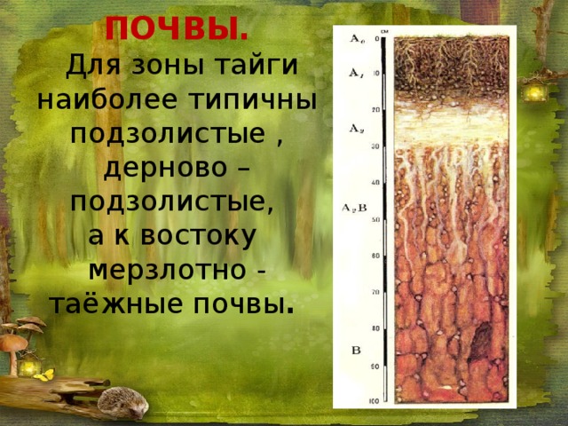 ПОЧВЫ.   Для зоны тайги наиболее типичны подзолистые , дерново – подзолистые,  а к востоку мерзлотно - таёжные почвы .