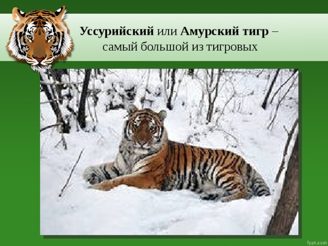 Уссурийский или Амурский тигр –  самый большой из тигровых