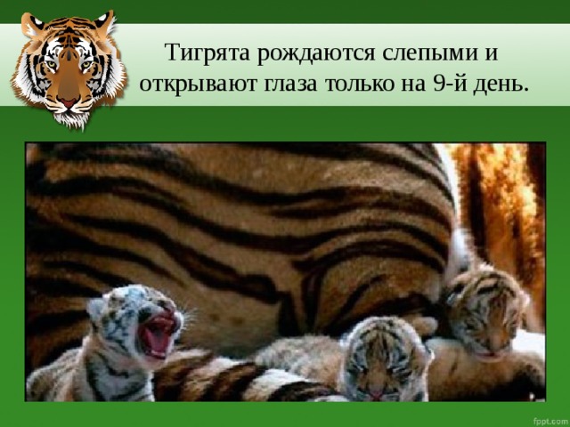 Тигрята рождаются слепыми и  открывают глаза только на 9-й день.