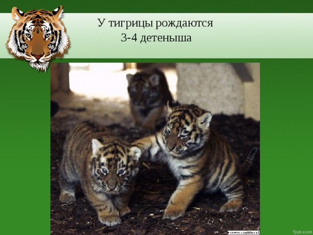У тигрицы рождаются  3-4 детеныша