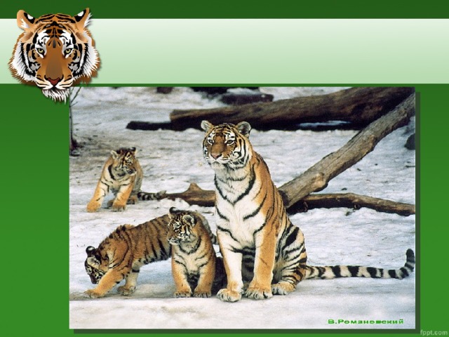 Уссурийский тигр биологический прогресс. Уссурийский тигр презентация. Уссурийский тигр есть в красной книге. Уссурийский тигр классификация домен.
