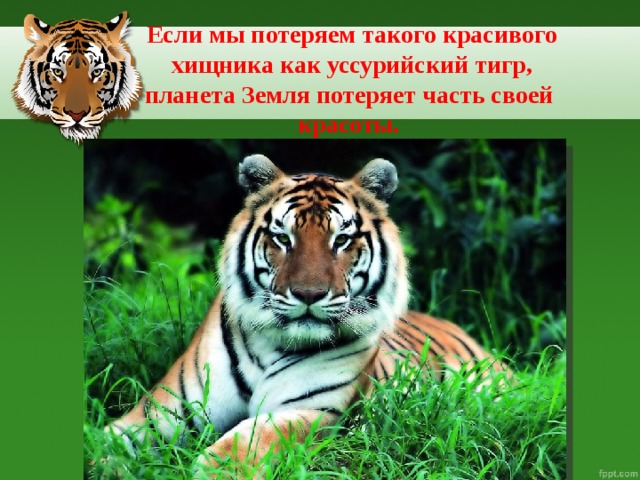 Если мы потеряем такого красивого  хищника как уссурийский тигр,  планета Земля потеряет часть своей  красоты.  