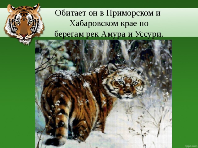 Обитает он в Приморском и  Хабаровском крае по  берегам рек Амура и Уссури.  