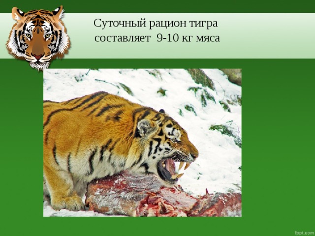 Суточный рацион тигра  составляет 9-10 кг мяса