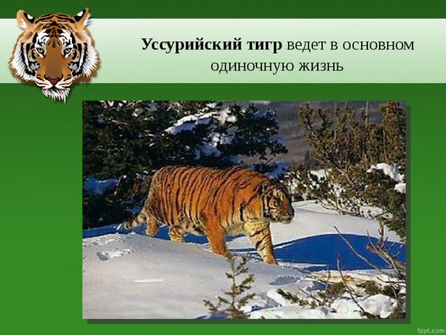 Уссурийский тигр  ведет в основном одиночную жизнь