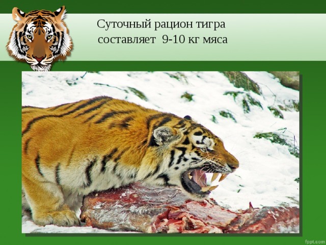 Суточный рацион тигра  составляет 9-10 кг мяса
