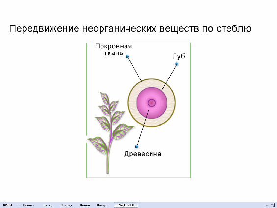 Схема движения веществ по стеблю