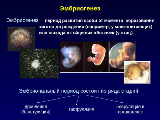 Эмбриогенез  Эмбриогенез - период развития особи от момента образования  зиготы до рождения (например, у млекопитающих)  или выхода из яйцевых оболочек (у птиц).  Эмбриональный период состоит из ряда стадий: дробления (бластуляция) нейруляция и органогенез гаструляция  