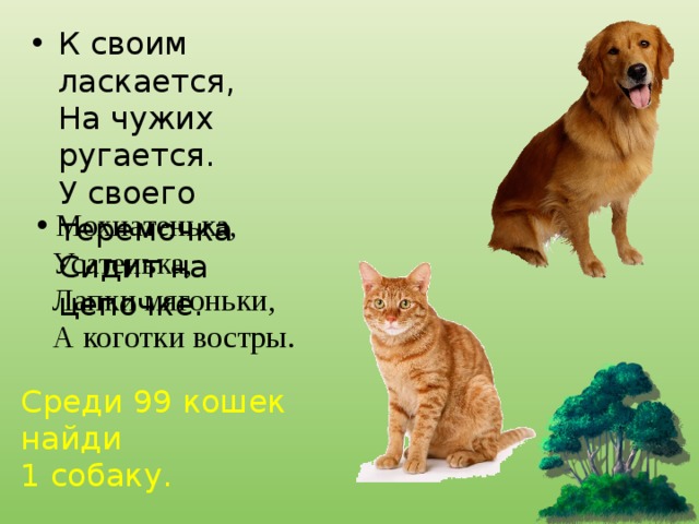 К своим ласкается,   На чужих ругается.   У своего теремочка   Сидит на цепочке.   Мохнатенька,  Усатенька,  Лапки мягоньки,  А коготки востры. Среди 99 кошек найди 1 собаку. 