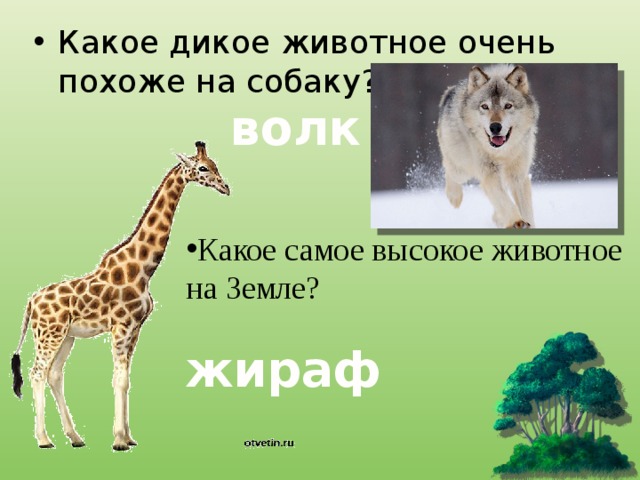 Какое дикое животное очень похоже на собаку? волк Какое самое высокое животное на Земле?  жираф 