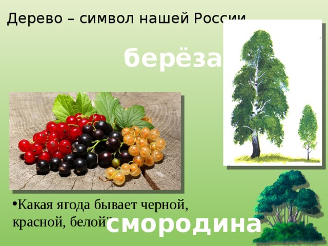 Дерево – символ нашей России.  берёза Какая ягода бывает черной, красной, белой?  смородина 