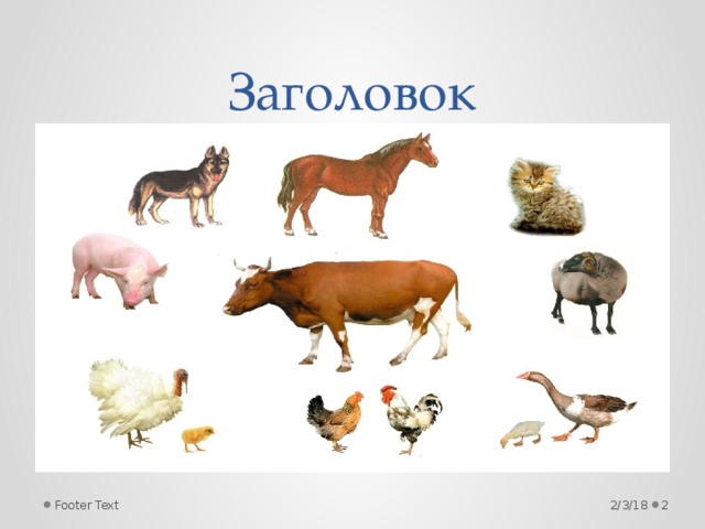 Презентация "Животные" - Английский язык - Презентации - 3 класс