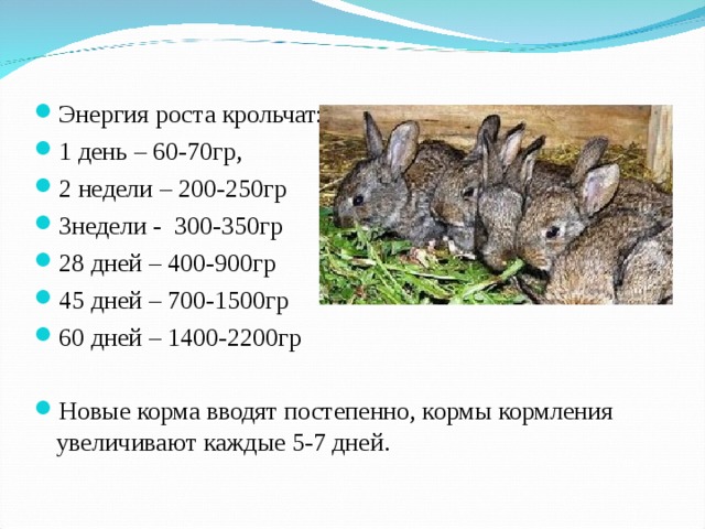 Рост крольчат. Рост кроликов по дням таблица. Быстрый рост кролика