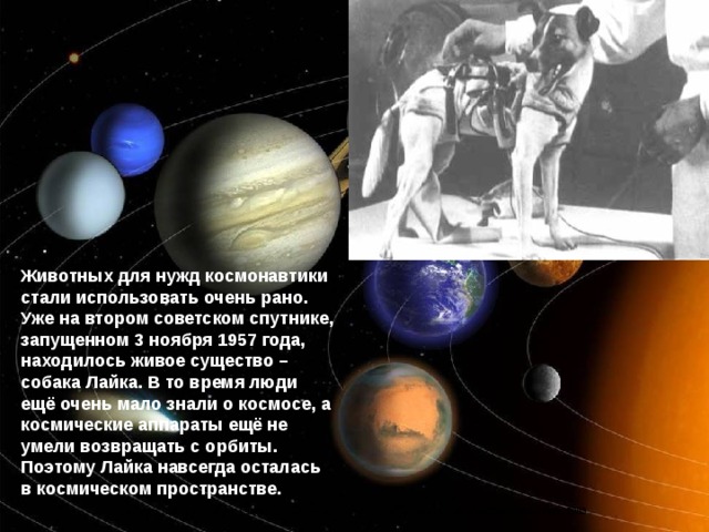 Животных для нужд космонавтики стали использовать очень рано. Уже на втором советском спутнике, запущенном 3 ноября 1957 года, находилось живое существо – собака Лайка. В то время люди ещё очень мало знали о космосе, а космические аппараты ещё не умели возвращать с орбиты. Поэтому Лайка навсегда осталась в космическом пространстве.  