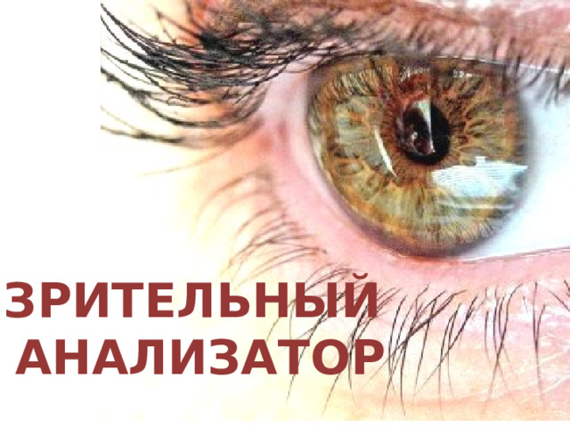 Зрительный  анализатор 