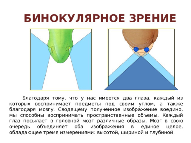 Изменение кривизны  хрусталика 
