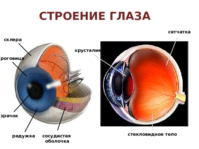  Положение глазного яблока Мышцы, приводящие в движение глазное яблоко Глазное яблоко Глазной нерв 