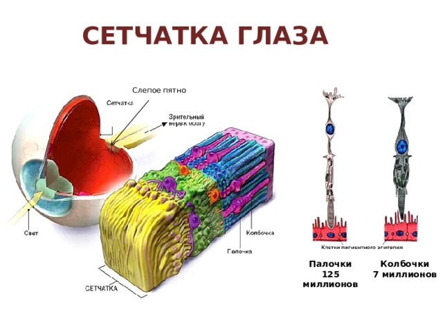строение глаза сетчатка склера хрусталик роговица зрачок стекловидное тело радужка сосудистая оболочка 