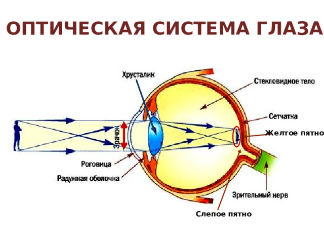 сетчатка глаза Слепое пятно Изображение сетчатки «активно», обеспечивает переход к слайду 9 Палочки Колбочки 125 миллионов 7 миллионов 4 