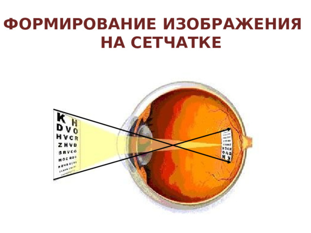  Сетчатку пронизывает сложная сеть кровеносных сосудов.  На фотографии, полученной с помощью сканирующего электронного микроскопа видны колбочки (фиолетовые) и палочки (серые), выстилающие поверхность сетчатки. 