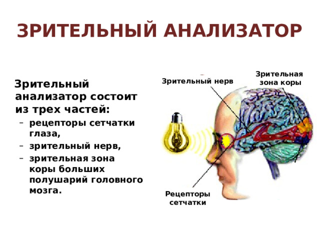 Оптическая система глаза Желтое пятно На слайде «активна» стрелка зрачок, обеспечивает переход к 11 слайду. Перевернутое изображение на сетчатке позволяет перейти к слайду 12. Слепое пятно 4 