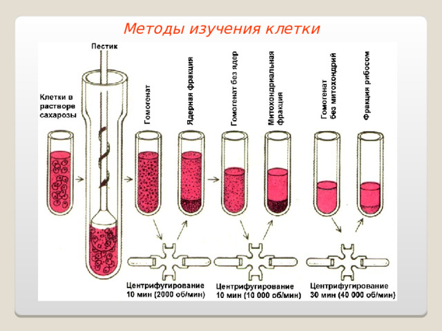 Методы изучения клетки 