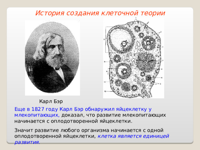 История создания клеточной теории Карл Бэр Еще в 1827 году Карл Бэр обнаружил яйцеклетку у млекопитающих, доказал, что развитие млекопитающих начинается с оплодотворенной яйцеклетки. Значит развитие любого организма начинается с одной оплодотворенной яйцеклетки, клетка является единицей развития . 