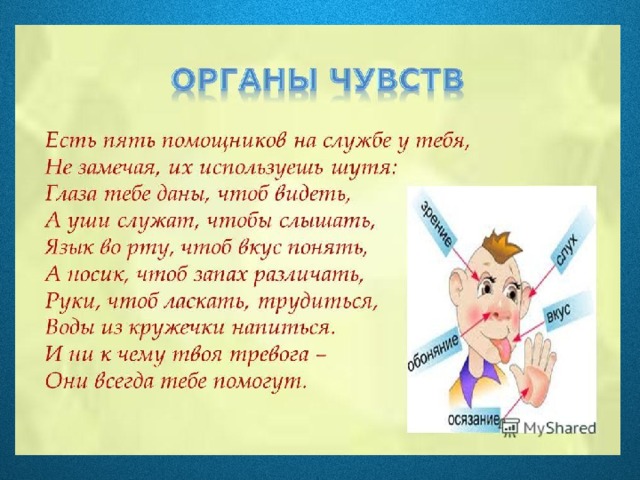 Окружающий мир "Органы чувств"