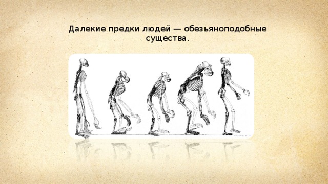 Далекие предки людей — обезьяноподобные существа. 