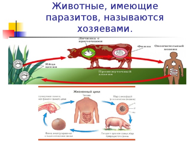   Животные, имеющие паразитов, называются хозяевами. 