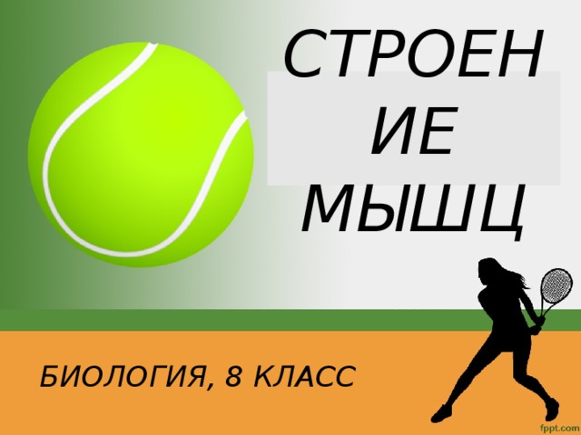 СТРОЕНИЕ МЫШЦ БИОЛОГИЯ, 8 КЛАСС 