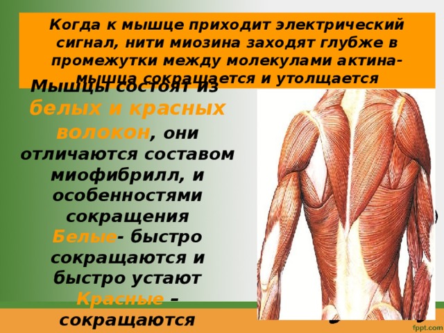 Когда к мышце приходит электрический сигнал, нити миозина заходят глубже в промежутки между молекулами актина- мышца сокращается и утолщается Мышцы состоят из белых и красных волокон , они отличаются составом миофибрилл, и особенностями сокращения Белые - быстро сокращаются и быстро устают Красные –сокращаются медленно и находятся долго в сокращенном состоянии 