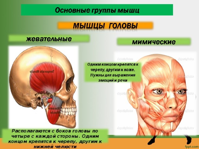 Располагаются с боков головы по четыре с каждой стороны. Одним концом крепятся к черепу, другим к нижней челюсти 