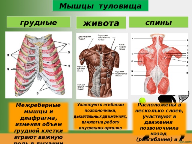Мышцы туловища грудные живота спины Межреберные мышцы и диафрагма, изменяя объем грудной клетки играют важную роль в дыхании Расположены в несколько слоев, участвуют в движении позвоночника назад (разгибание) и в стороны 