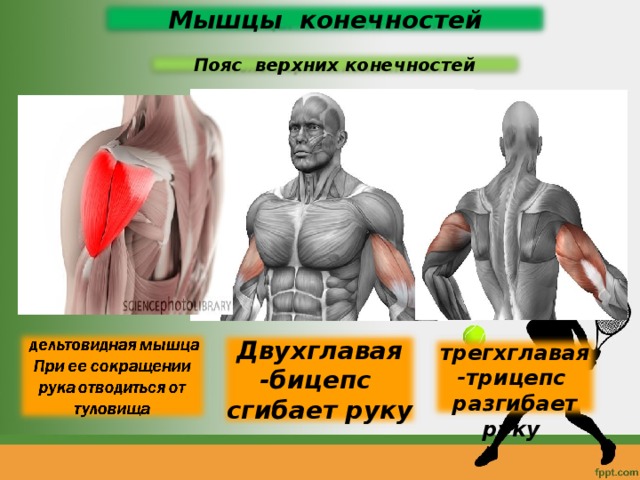 Мышцы конечностей Пояс верхних конечностей Двухглавая -бицепс сгибает руку трегхглавая-трицепс разгибает руку 