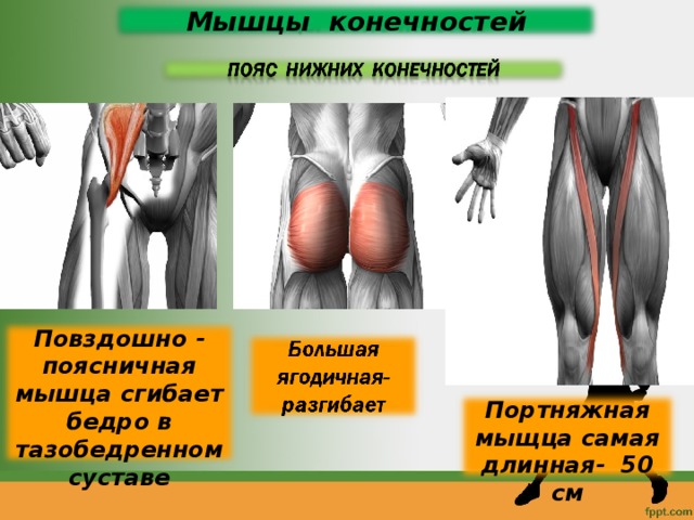 Мышцы конечностей Повздошно - поясничная мышца сгибает бедро в тазобедренном суставе Портняжная мыщца самая длинная- 50 см 